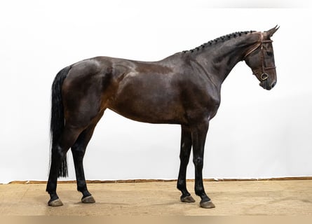 Belga, Giumenta, 4 Anni, 170 cm, Baio scuro