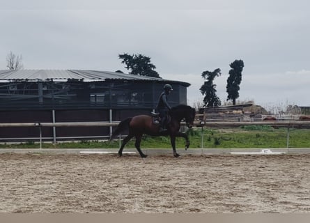 Belga, Giumenta, 5 Anni, 165 cm
