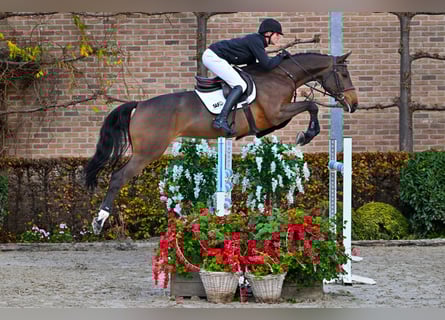 Belga, Giumenta, 5 Anni, 167 cm, Baio scuro