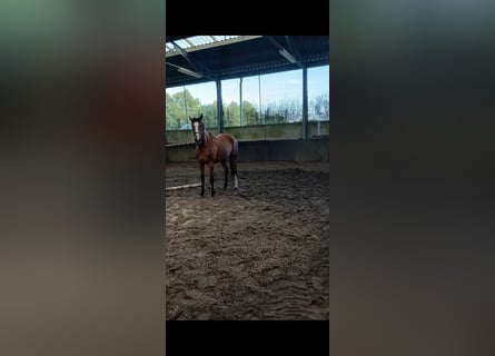 Belga, Giumenta, 5 Anni, 168 cm, Baio ciliegia