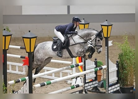 Belga, Giumenta, 5 Anni, 169 cm