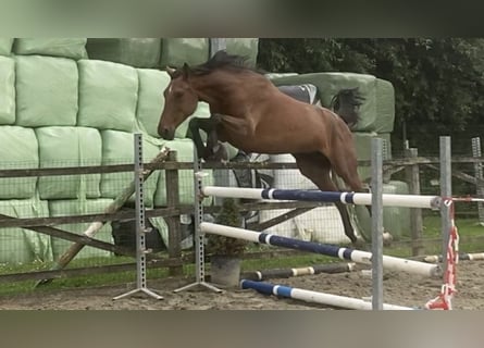 Belga, Giumenta, 7 Anni, 167 cm, Baio