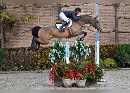 Belga, Giumenta, 7 Anni, 176 cm, Baio