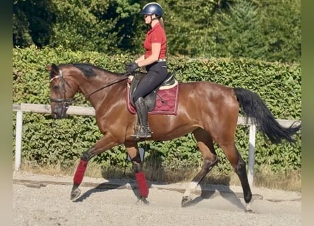 Belga, Giumenta, 8 Anni, 170 cm, Baio