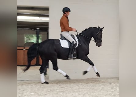 Belga, Giumenta, 8 Anni, 170 cm, Morello