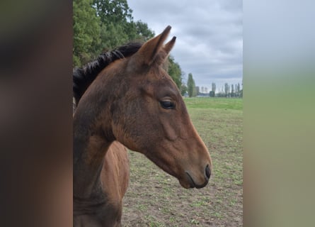 Belga, Giumenta, Puledri (04/2025), 168 cm, Baio