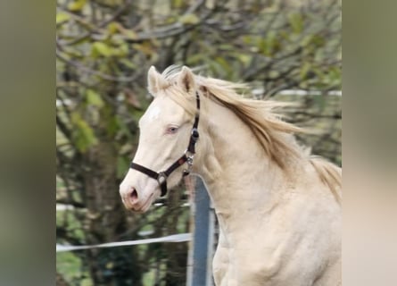 Belga, Stallone, 2 Anni, 146 cm, Perlino