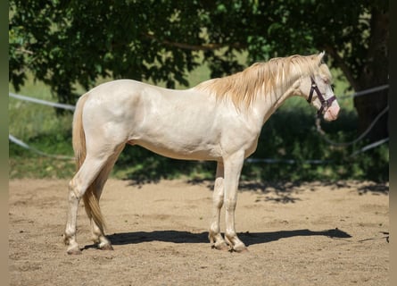 Belga, Stallone, 2 Anni, 151 cm, Perlino