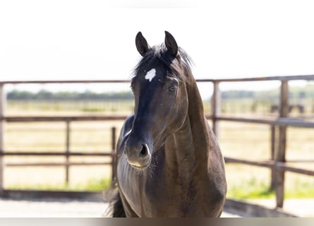 Belga, Stallone, 2 Anni, 164 cm, Baio nero
