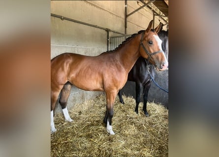Belga, Stallone, 2 Anni, Baio