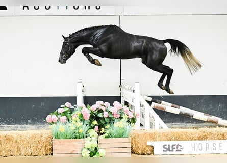 Belga, Stallone, 3 Anni, 160 cm, Grigio