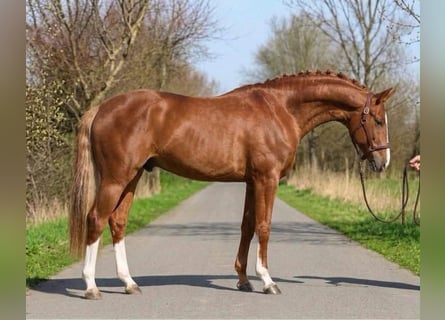 Belga, Stallone, 4 Anni, 169 cm, Sauro