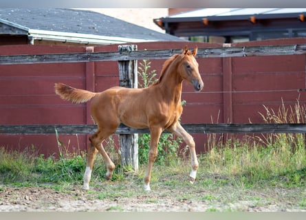 Belga, Stallone, Puledri (05/2025), 173 cm