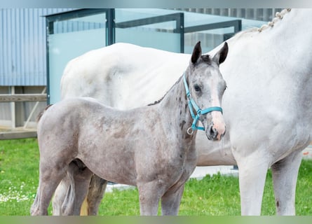 Belga, Stallone, Puledri (04/2026), Grigio