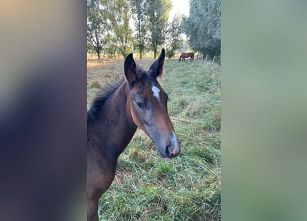 Belga, Stallone, Puledri (05/2026), Leardo