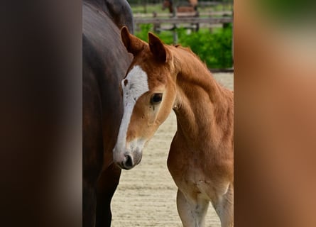 Belga, Stallone, Puledri (04/2026), Palomino