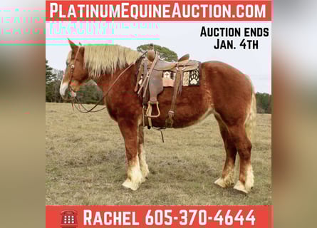 Belgian Draft, Gelding, 10 years, Chestnut