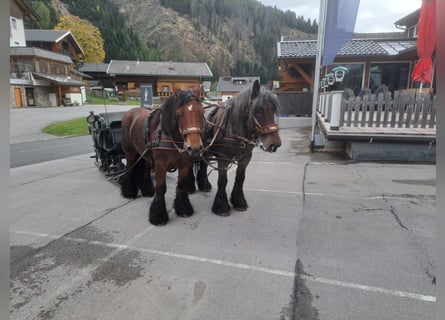 Belgian Draft, Gelding, 13 years, 16.2 hh