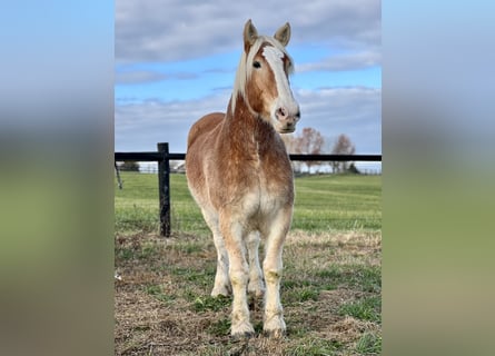 Belgian Draft, Gelding, 13 years, 17,3 hh, Brown-Light