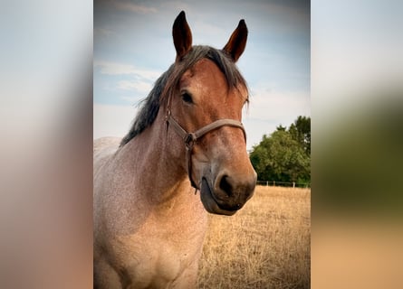 Belgian Draft, Gelding, 2 years, 14.2 hh, Grey-Red-Tan