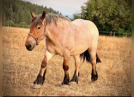 Belgian Draft, Gelding, 3 years, 14.2 hh, Grey-Red-Tan