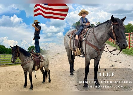 Belgian Draft Mix, Gelding, 3 years, 16 hh, Roan-Blue