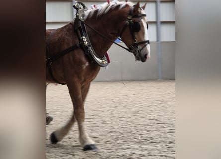 Belgisches Kaltblut, Wallach, 3 Jahre, 18 hh