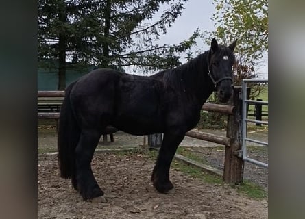 Belgian Draft, Gelding, 4 years, 15,2 hh, Black