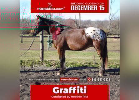 Belgian Draft Mix, Gelding, 4 years, 15,3 hh, Bay