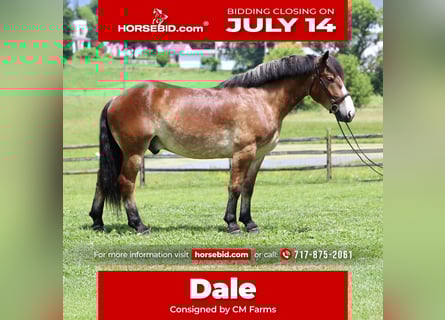 Belgian Draft Mix, Gelding, 4 years, 16,1 hh, Bay
