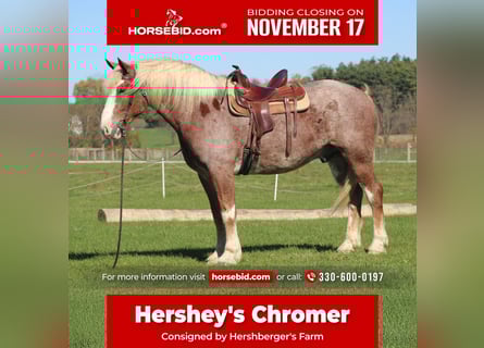 Belgian Draft Mix, Gelding, 4 years, 17 hh, Roan-Red