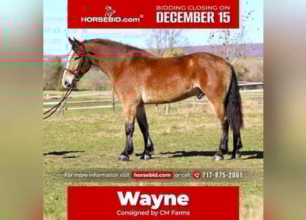 Belgian Draft Mix, Gelding, 5 years, 16 hh