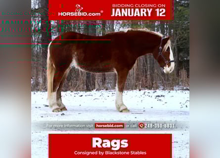 Belgian Draft Mix, Gelding, 5 years, 16,2 hh