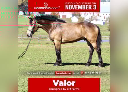 Belgian Draft Mix, Gelding, 5 years, 17 hh