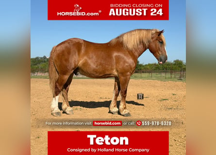 Belgian Draft, Gelding, 5 years, Sorrel