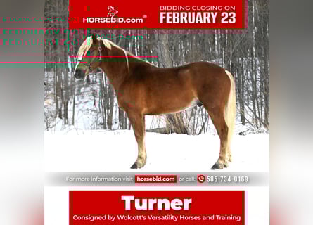 Belgian Draft Mix, Gelding, 6 years, 15,1 hh, Sorrel