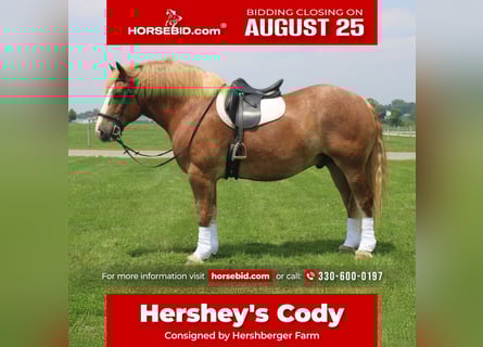 Belgian Draft, Gelding, 6 years, 16.3 hh, Sorrel