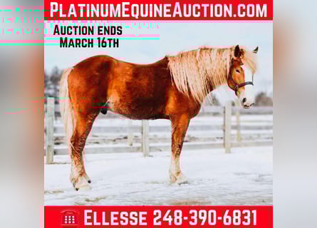 Belgian Draft, Gelding, 6 years, 16,1 hh, Chestnut