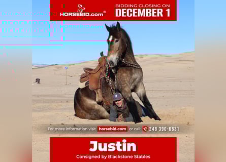 Belgian Draft Mix, Gelding, 6 years, 16,2 hh, Buckskin