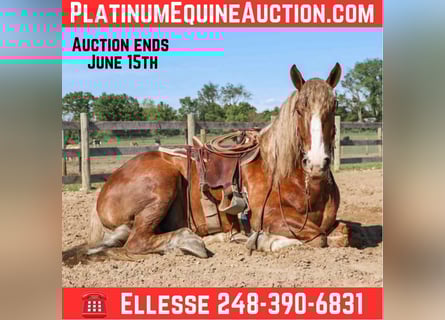 Belgian Draft, Gelding, 6 years, 16,3 hh, Chestnut