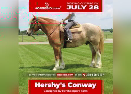 Belgian Draft Mix, Gelding, 6 years, 17 hh, Roan-Red