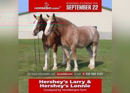 Belgian Draft Mix, Gelding, 6 years, 17,3 hh, Roan-Red