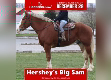 Belgian Draft, Gelding, 6 years, 18,1 hh