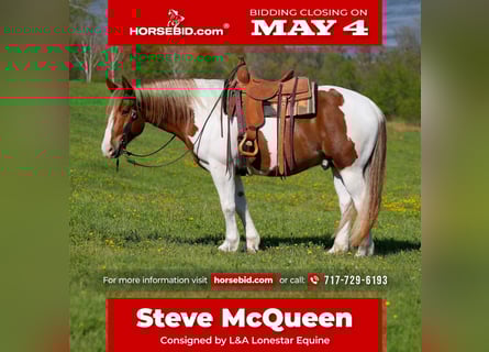 Belgian Draft Mix, Gelding, 7 years, Pinto