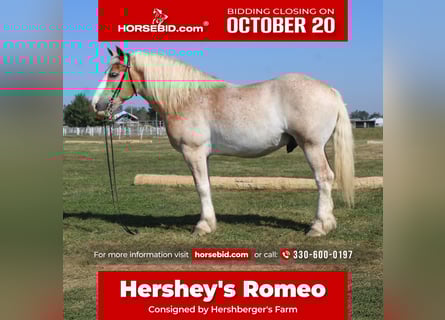 Belgian Draft Mix, Gelding, 8 years, 16,1 hh, Roan-Red