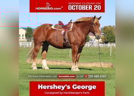Belgian Draft, Gelding, 8 years, 17,3 hh, Sorrel