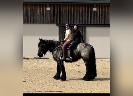 Belgian Draft, Mare, 3 years, 15.1 hh, Gray-Blue-Tan