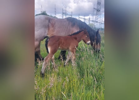 Belgian Draft, Mare, , Can be white