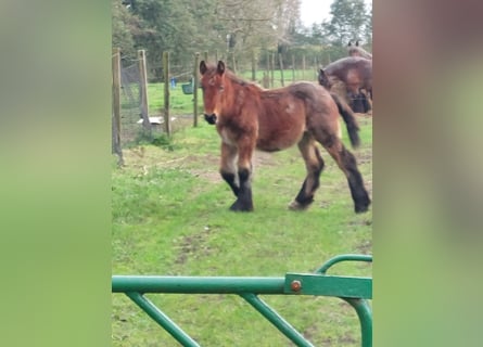 Belgian Draft, Mare, Foal (04/2024), Roan-Bay