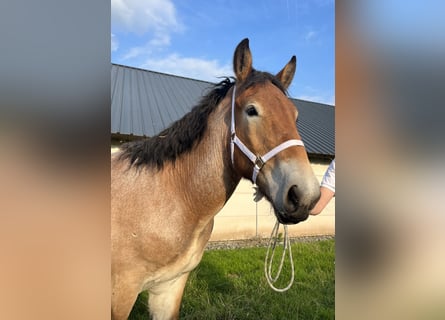 Belgian Draft, Stallion, 1 year, 15 hh, Gray-Dapple